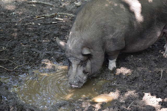 转会窗口特 转会窗口特
