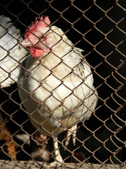 入的探讨 入的探讨